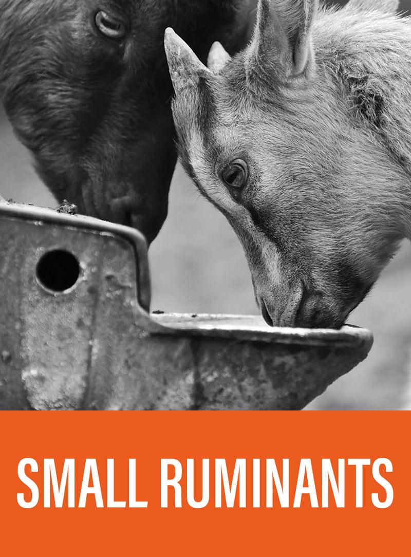 Small ruminants