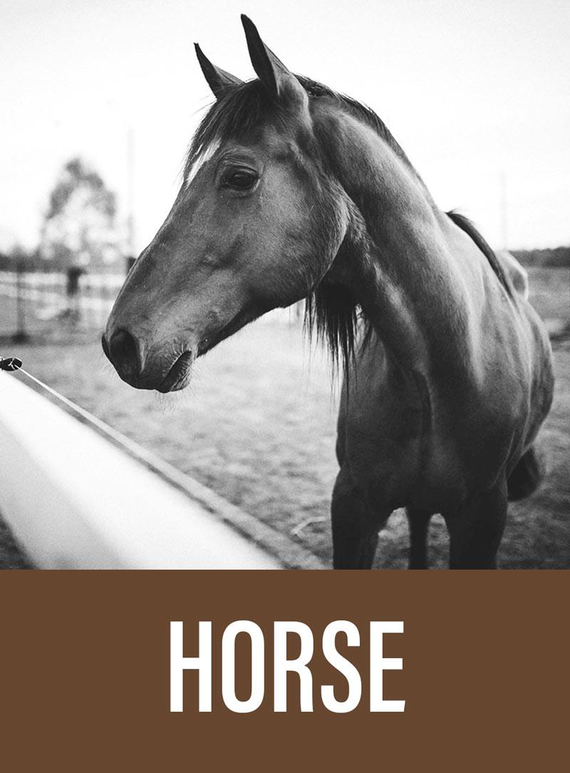 Horse Feed Avenue Ltd